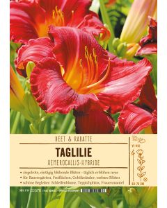 Sortenschild, Hemerocallis Hybride