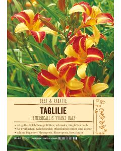 Sortenschild, Hemerocallis Hyb. 'Frans Hals'