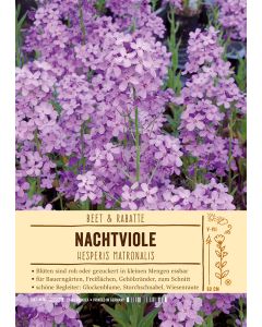 Sortenschild, Hesperis matronalis