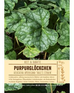Sortenschild, Heuchera americana 'Dale's Strain'
