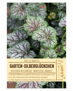 Sortenschild, Heuchera micrantha 'Marvelous Marble'