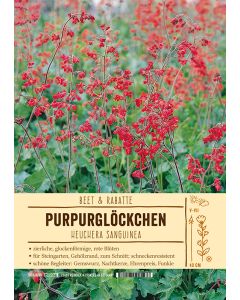 Sortenschild, Heuchera sanguinea