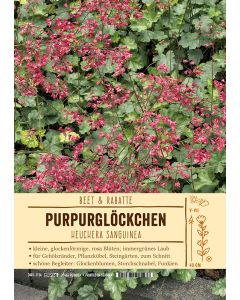 Sortenschild, Heuchera sanguinea