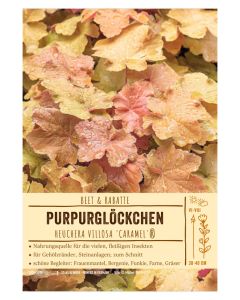 Sortenschild, Heuchera villosa 'Caramel'®