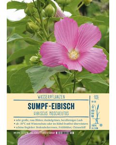 Sortenschild, Hibiscus moscheutos