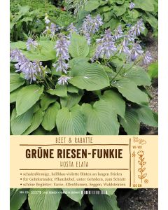 Sortenschild, Hosta elata