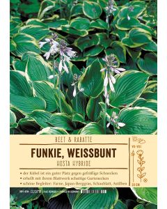 Sortenschild, Hosta Hybride