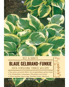 Sortenschild, Hosta sieboldiana 'Frances Williams'