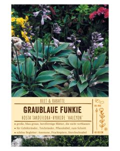 Sortenschild, Hosta Tardiflora-Hybride 'Halcyon'