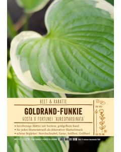 Sortenschild, Hosta x fortunei 'Aureo-marginata'