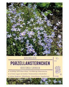 Sortenschild, Houstonia caerulea