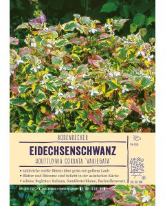 Sortenschild, Houttuynia cordata 'Variegata'