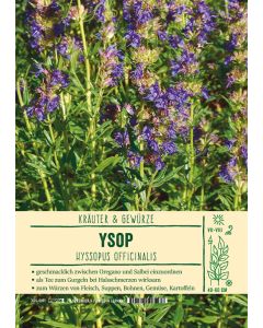 Sortenschild, Hyssopus officinalis