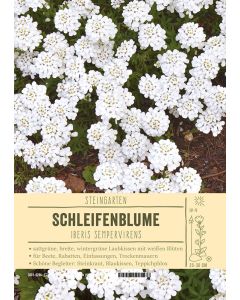 Sortenschild, Iberis sempervirens