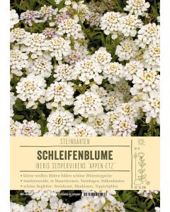 Sortenschild, Iberis sempervirens 'Appen-Etz'