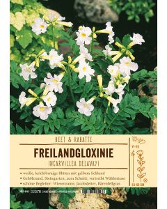 Sortenschild Incarvillea delavayi 'Alba'