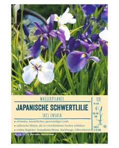 Sortenschild, Iris ensata