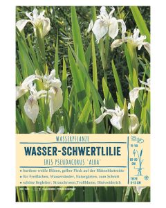 Sortenschild, Iris pseudacorus 'Alba'