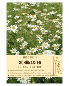 Sortenschild, Kalimeris incisa 'Alba'