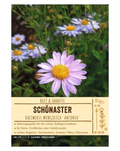 Sortenschild, Kalimeris mongolica 'Antonia'