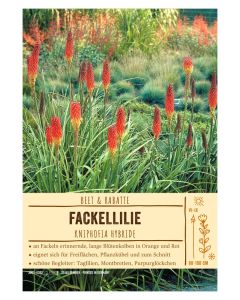Sortenschild, Kniphofia Hybride