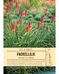 Sortenschild, Kniphofia Hybride