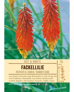 Sortenschild, Kniphofia uvaria 'Grandiflora'