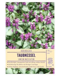 Sortenschild, Lamium maculatum