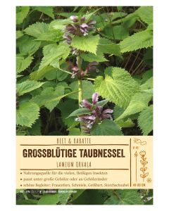 Sortenschild, Lamium orvala