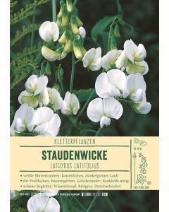 Sortenschild, Anethum graveolens