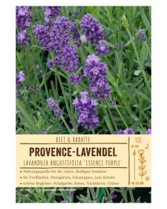 Sortenschild, Lavandula angust. 'Essence Purple'
