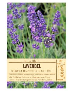 Sortenschild, Lavandula angust. 'Hidcote Blue'