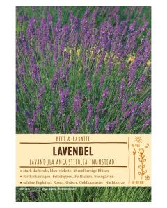 Sortenschild, Lavandula angust. 'Munstead'