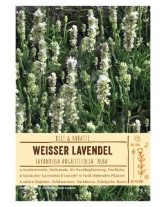 Sortenschild, Lavandula angustifolia 'Alba'