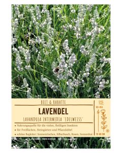 Sortenschild, Lavandula intermedia 'Edelweiss'