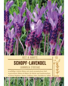 Sortenschild, Lavandula stoechas