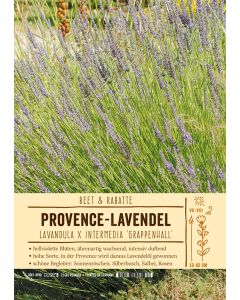 Sortenschild, Lavandula x intermedia 'Grappenhall'