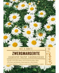 Sortenschild, Chrysanthemum maximum 'Silberprinze chen'