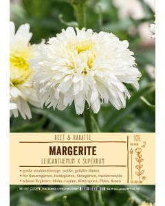 Sortenschild, Leucanthemum x superbum