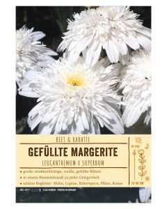 Sortenschild, Leucanthemum x superbum