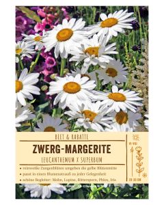 Sortenschild, Leucanthemum x superbum