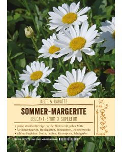 Sortenschild, Leucanthemum x superbum