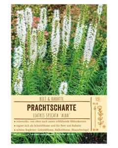 Sortenschild, Liatris spicata 'Alba'