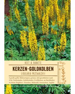 Sortenschild, Ligularia przewalskii