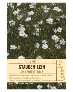 Sortenschild, Linum perenne 'Album'