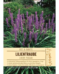 Sortenschild, Liriope muscari