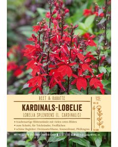 Sortenschild, Lobelia splendens (L. cardinalis)