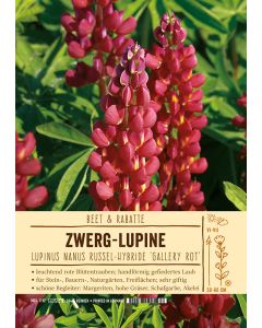 Sortenschild, Lupinus Nanus Russel-Hybride 'Gallery Rot'