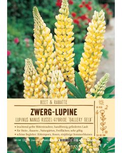 Sortenschild, Lupinus Nanus Russel-Hybr.'Gallery Gelb'