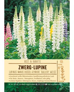 Sortenschild, Lupinus Nanus Russel-Hybride 'Gallery Wei '